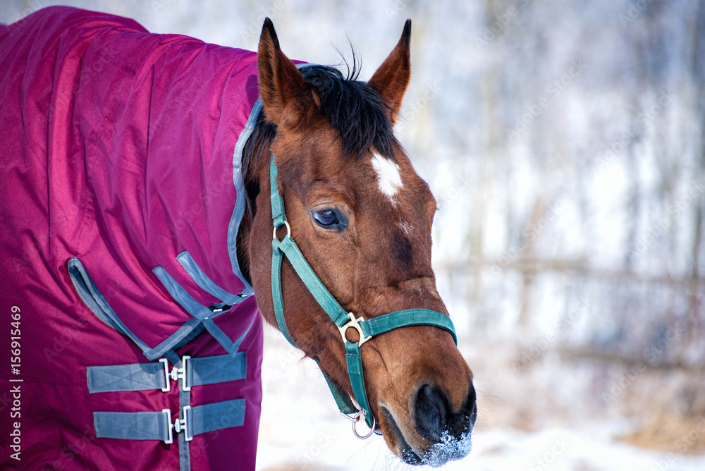 Winter portrait of a bay horse