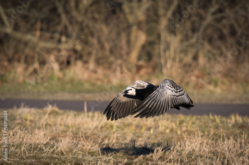 Brent goose © Anandavadivelan