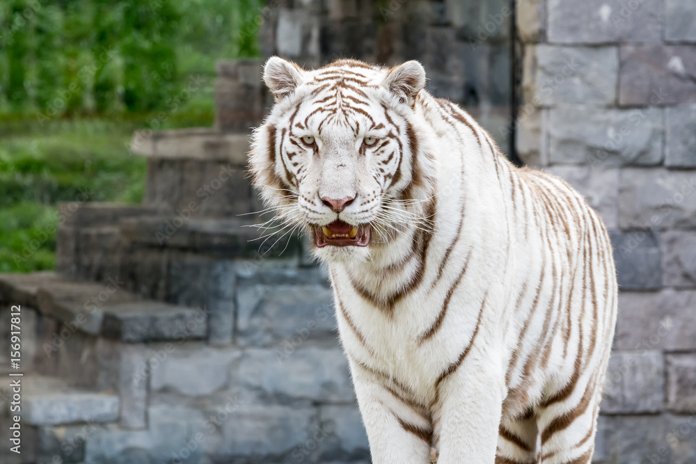 An siberian tiger