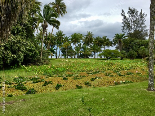 Obraz na plátně Typical tahitian trees in the Harrison Smith Botanical Garden, Tahiti, French Po