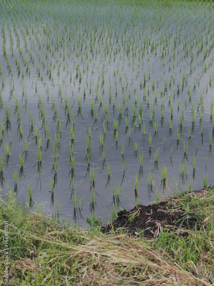 田植え後の田んぼ 田植え後の田んぼ