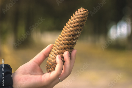 pine cone in girl hands photo