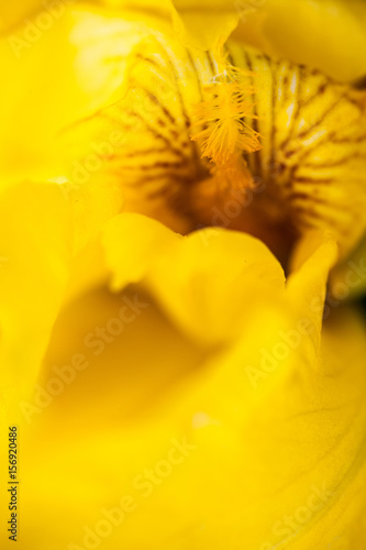 Fototapeta Naklejka Na Ścianę i Meble -  Yellow iris flower