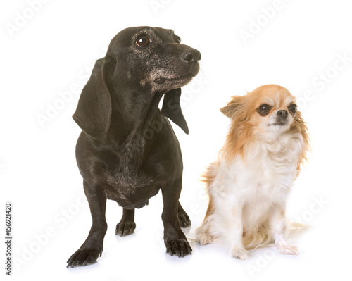 old black dachshund and chihuahua