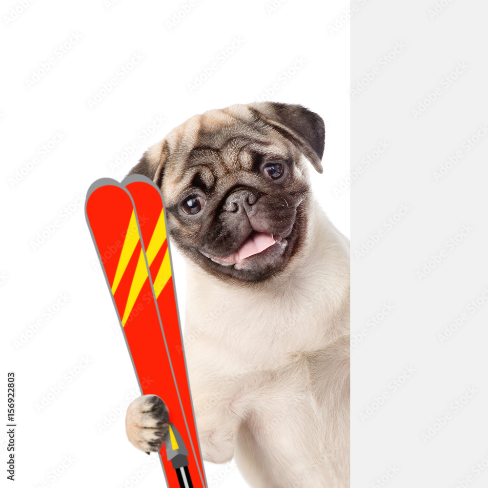Puppy with skis peeking from behind empty board. isolated on white background