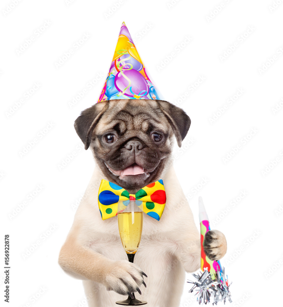 Dog in birthday hat holding glass of champagne and party horn. isolated on white background