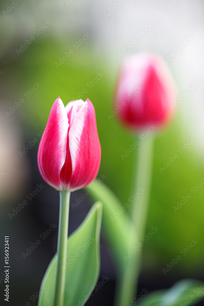チューリップの花 チューリップの花