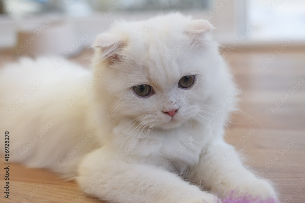 White cute Scottish Fold cat