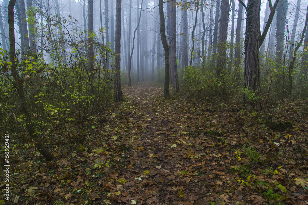 Obraz premium Magical foggy seasonal forest tree landscape.