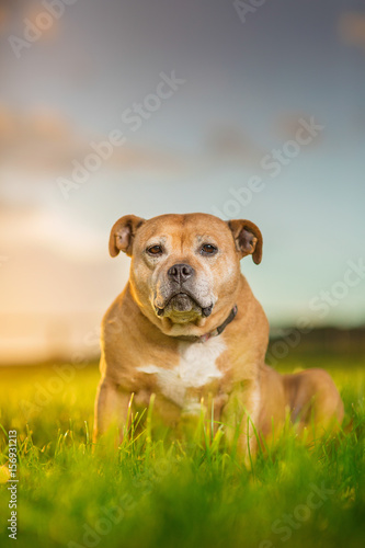 Staffordshire Bull Terrier © Finbarr