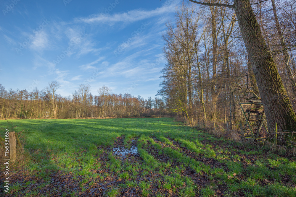Fototapeta premium Forest Glade at Lake Born / Germany