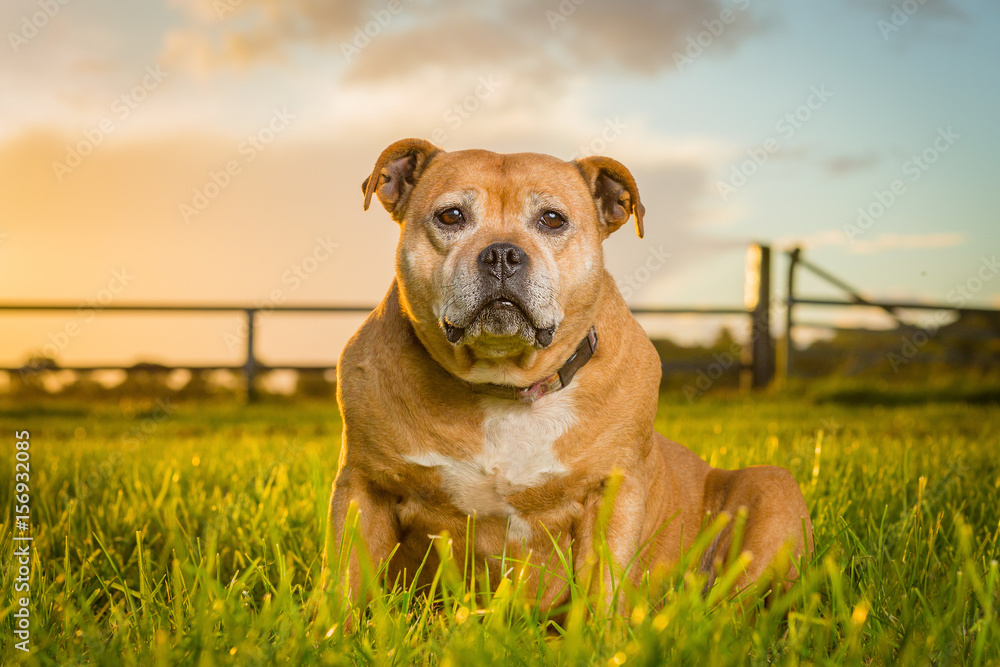 Staffordshire Bull Terrier