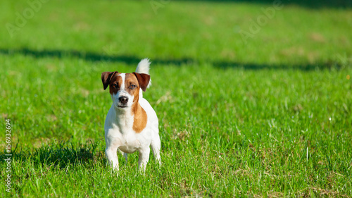 Fototapeta Naklejka Na Ścianę i Meble -  dog in the park