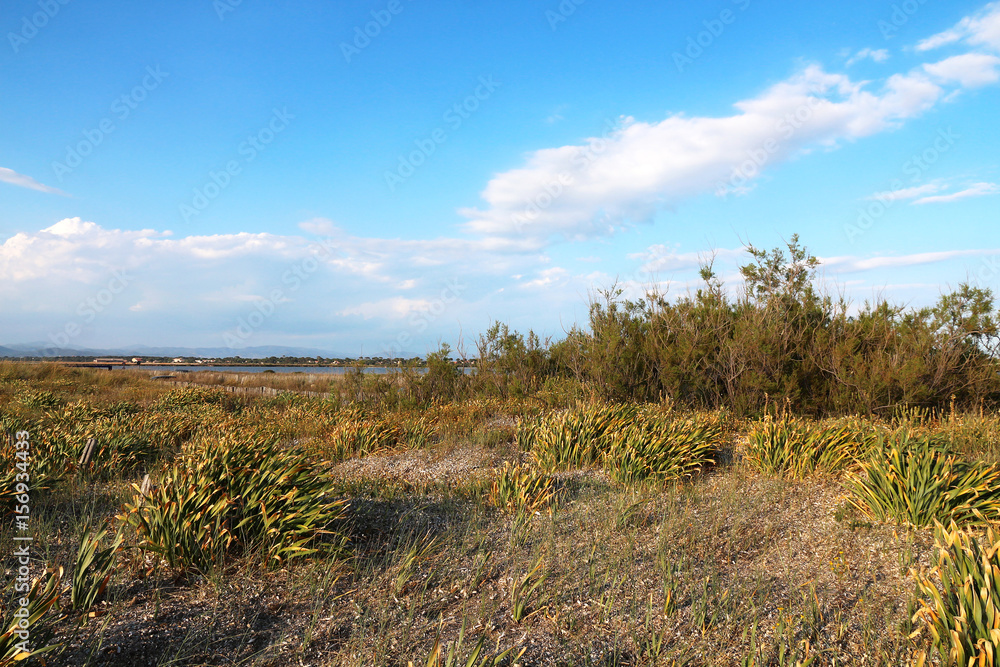 Plants of the sand dunes - French coastal shoreline - Hyères Plants of the sand dunes - French coastal shoreline - Hyères
