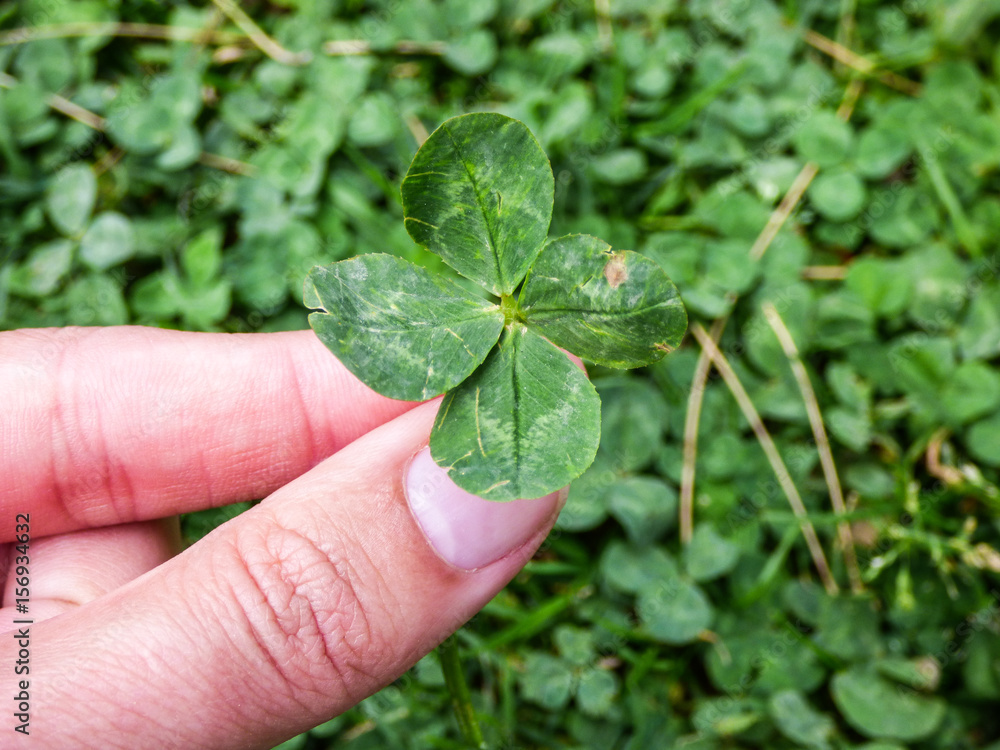 I found a four-leaf clover!