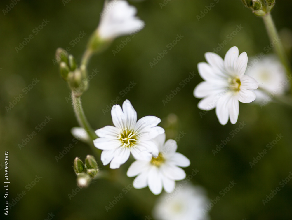 White flowers of Stellaria (stitchwort or chickweed) White flowers of Stellaria (stitchwort or chickweed)