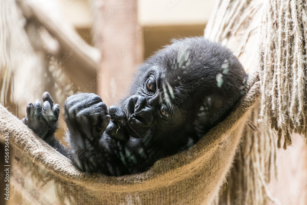 Black baby gorilla monkey lying in net