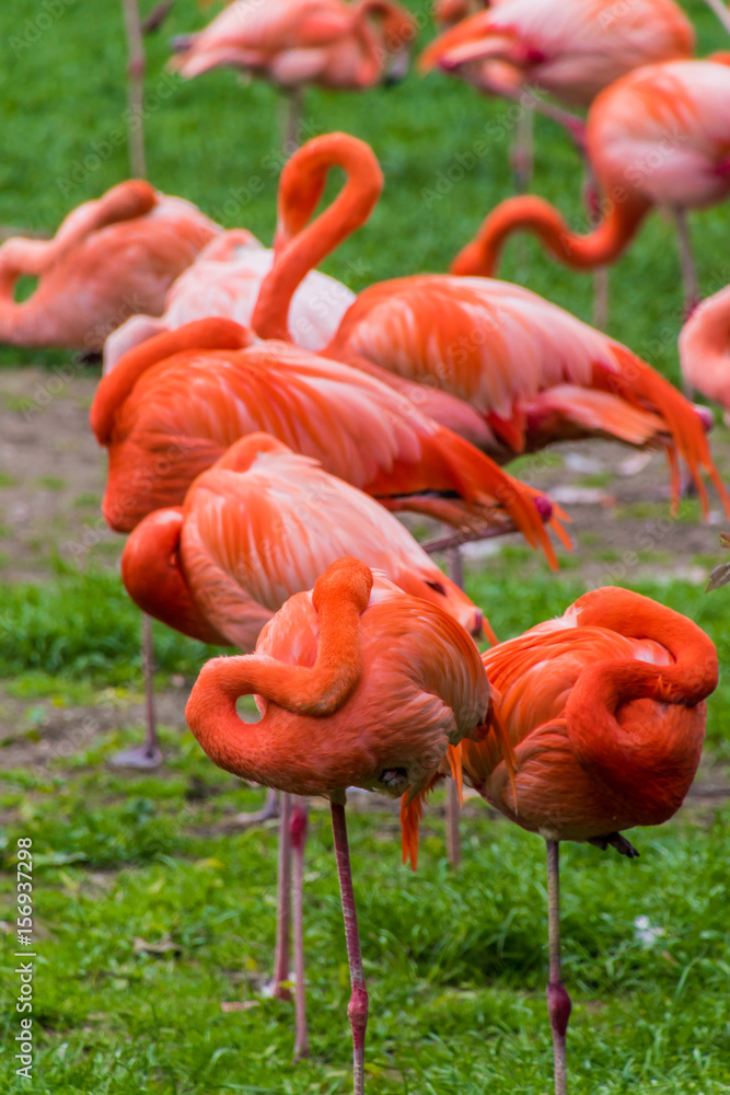 Flamingo phoenicopter red feathers sleeping at pont Flamingo phoenicopter red feathers sleeping at pont