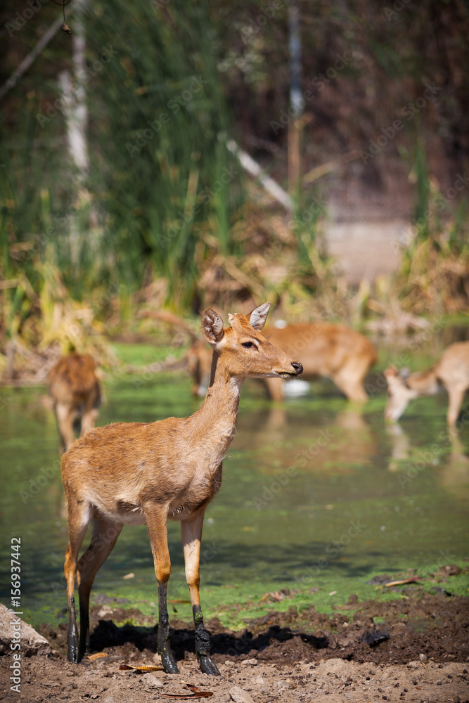 Animal wildlife herd of deer looking for food in pond Animal wildlife herd of deer looking for food in pond