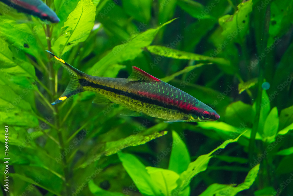 Red and black striped fish in front of green waterplants