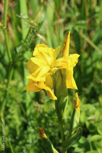 Fototapeta Naklejka Na Ścianę i Meble -  Fleur d'iris des marais
