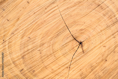 sawn wood texture as background