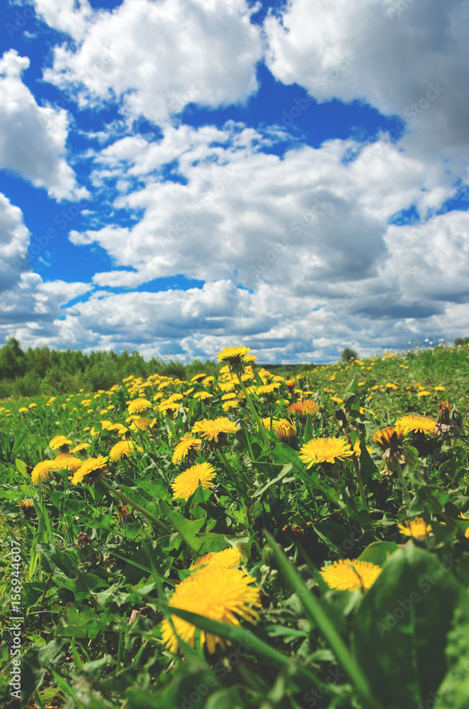 Fototapeta premium Yellow dandelions