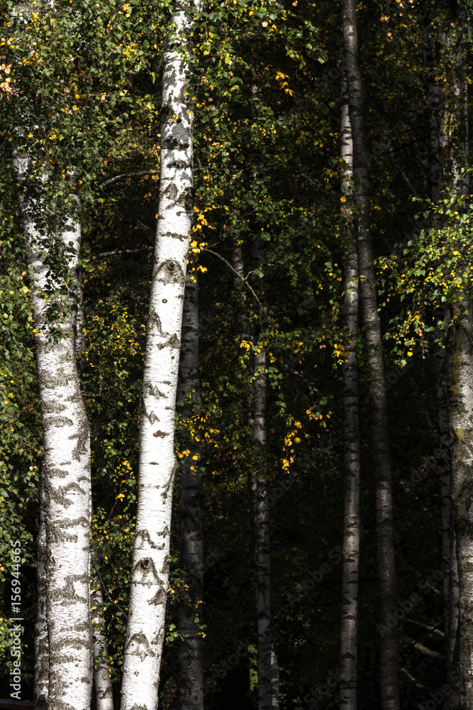 Obraz premium Tall white birch trees.