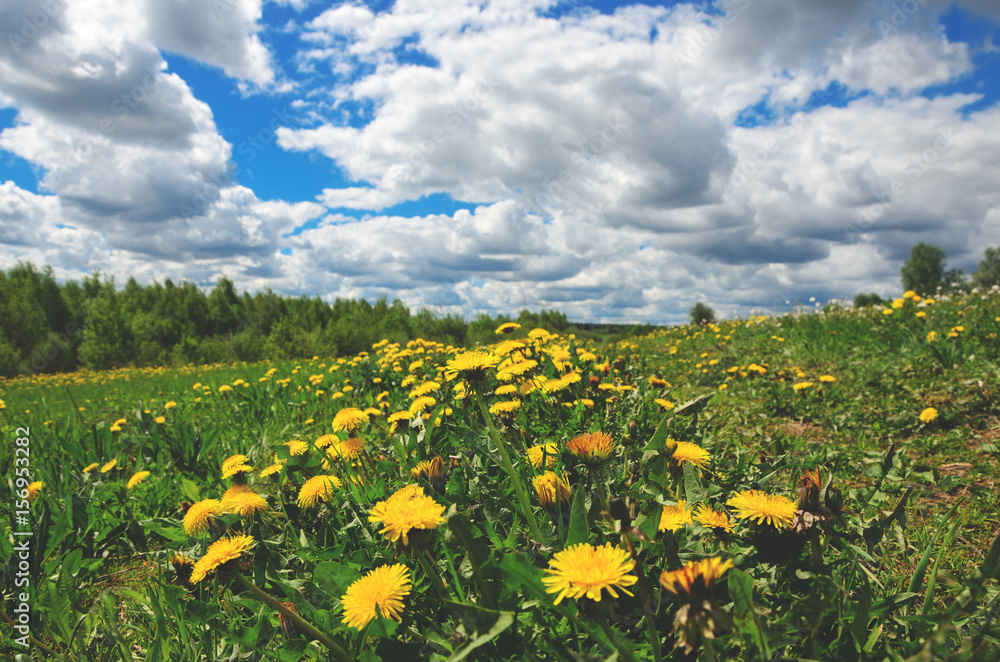 Landscape with yellow dandelions