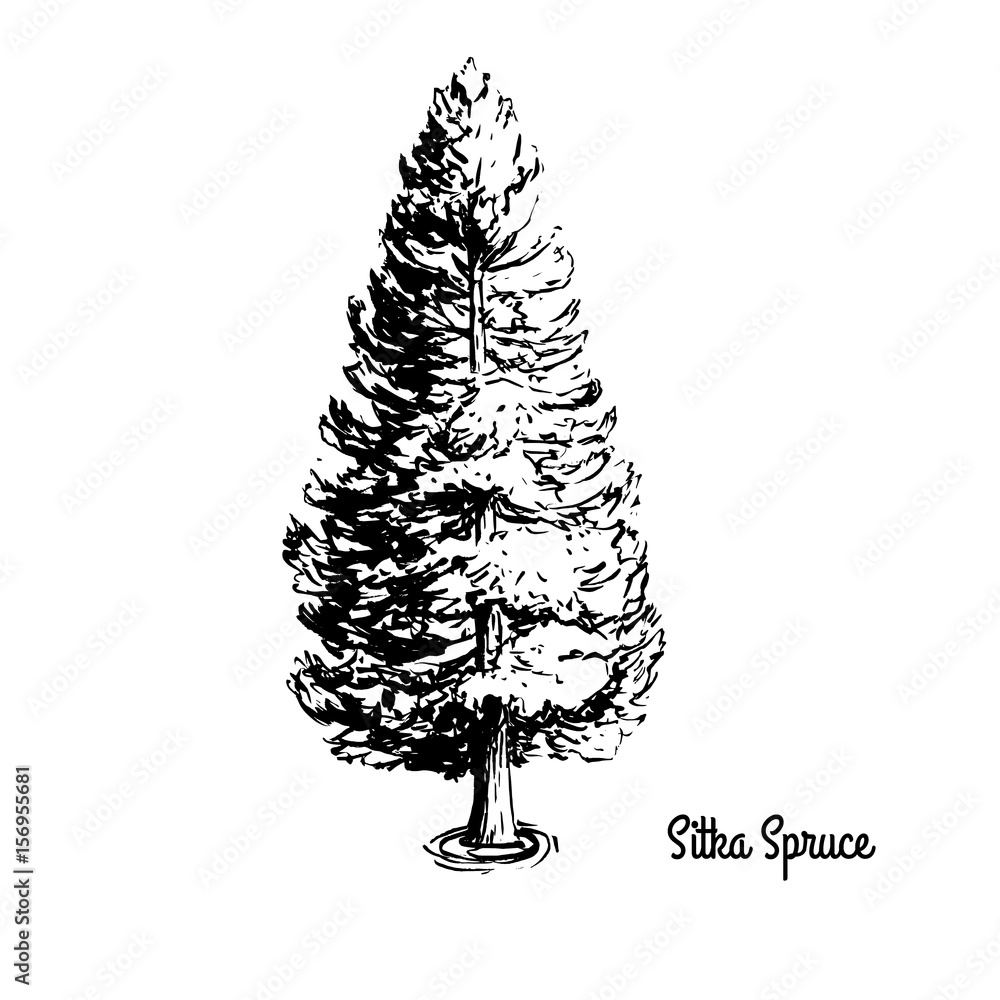 Blue Spruce Drawing Images  Browse 50569 Stock Photos Vectors and Video   Adobe Stock