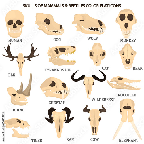 Set of mammal and reptile skulls color flat icon for web and mobile design photo