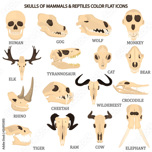 Set of mammal and reptile skulls color flat icon for web and mobile design
