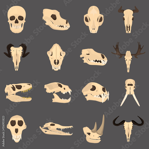 Set of mammal and reptile skulls color flat icon for web and mobile design