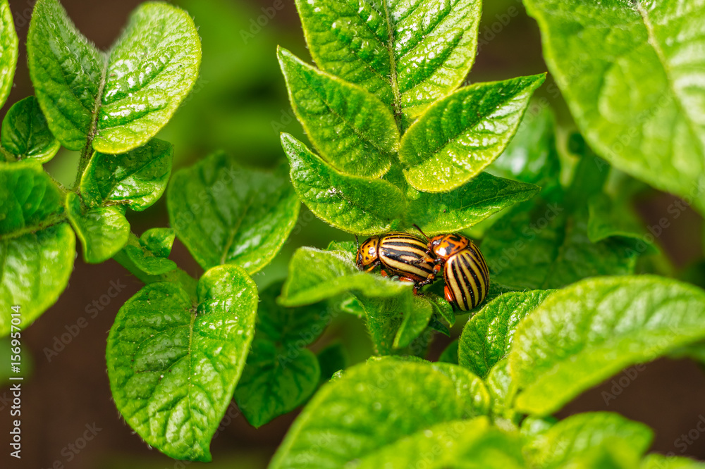 Colorado beetles are mated on the foliage of potatoes Colorado beetles are mated on the foliage of potatoes