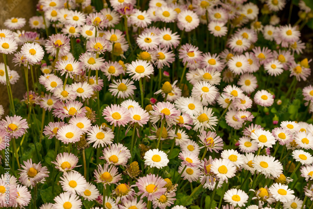 Fototapeta premium Field flowers daisy in the grass