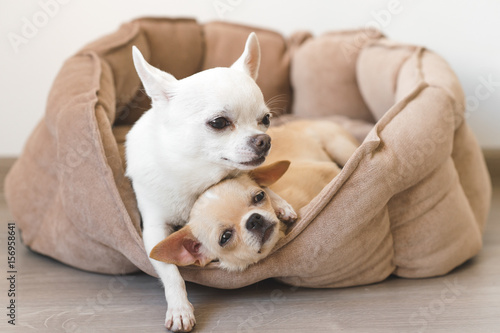 Two lovely  cute and beautiful domestic breed mammal chihuahua puppies friends lying  relaxing in dog bed. Pets resting  sleeping together. Pathetic and emotional portrait. Father hugs liitle daughter
