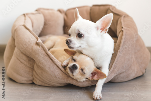 Two lovely, cute and beautiful domestic breed mammal chihuahua puppies friends lying, relaxing in dog bed. Pets resting, sleeping together. Pathetic and emotional portrait. Father hugs liitle daughter