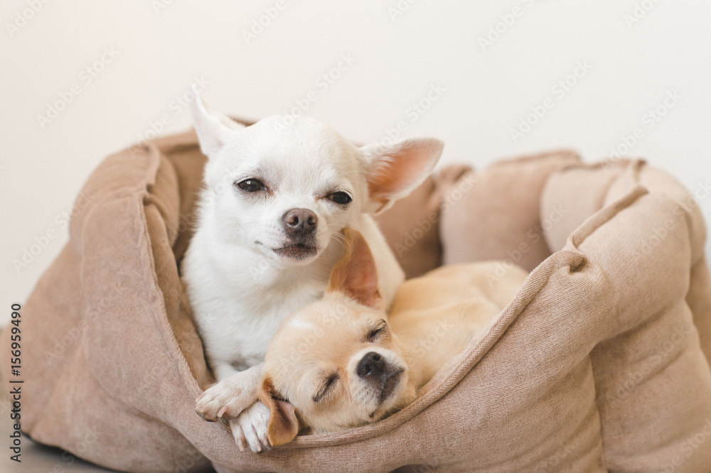 Two lovely, cute and beautiful domestic breed mammal chihuahua puppies friends lying, relaxing in dog bed. Pets resting, sleeping together. Pathetic and emotional portrait. Father and daughter photo.