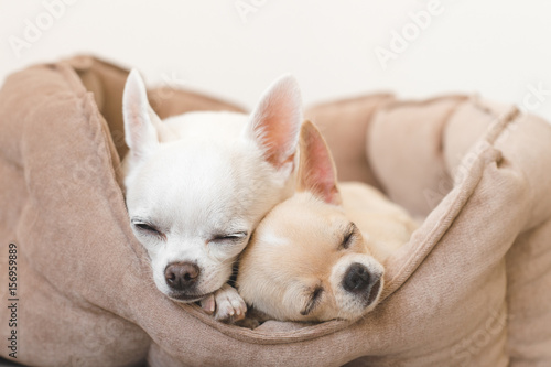 Two lovely  cute and beautiful domestic breed mammal chihuahua puppies friends lying  relaxing in dog bed. Pets resting  sleeping together. Pathetic and emotional portrait. Father and daughter photo.