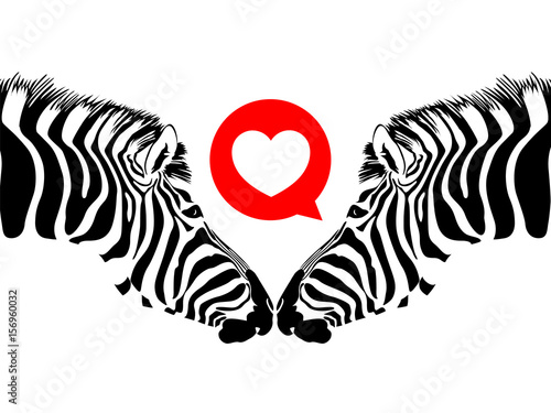 Zebra couple with heart. Wild animal texture. Striped black and white. Illustration isolated on white background.