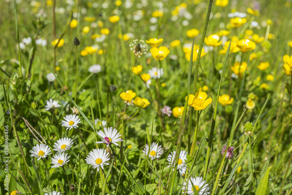 Daisies and buttercups on a summer meadow