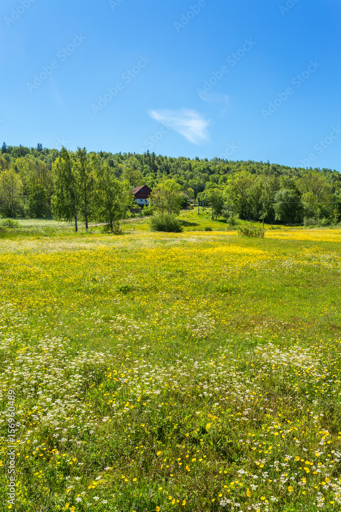 Summer meadow with blossoming flowers
