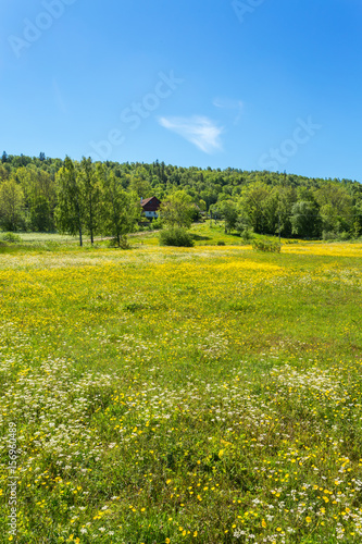 Summer meadow with blossoming flowers