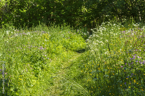 Fototapeta Naklejka Na Ścianę i Meble -  Path through a blooming summer meadow