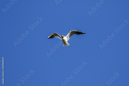 Black-headed gull flying in the sky