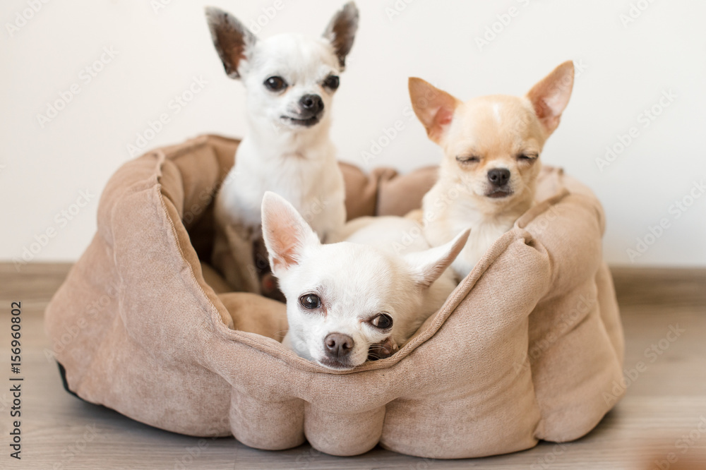Four lovely, cute and beautiful domestic breed mammal chihuahua puppies friends sitting and lying in dog bed on white background. Pets resting, sleeping indoor. Funny pathetic animals. Emotional faces
