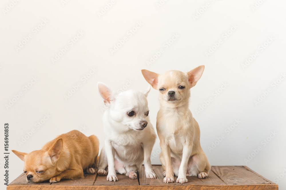 Obraz premium Three little , lovely, cute domestic breed mammal chihuahua puppies friends sitting and lying on wooden vintage box. Pets indoor together sleeping together. Pathetic soft portrait. Happy dog family.