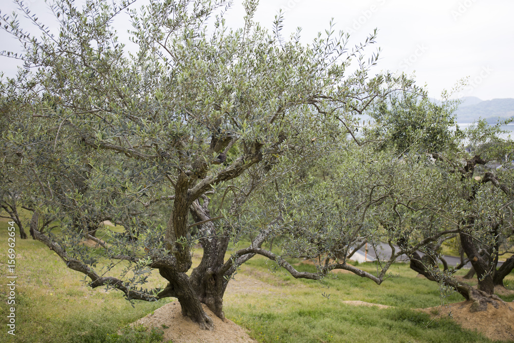 オリーブの木　小豆島
