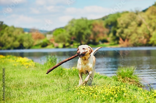 Happy dog with stick