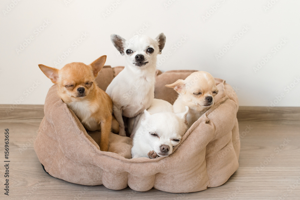 Four lovely, cute and beautiful domestic breed mammal chihuahua puppies  friends sitting and lying in dog bed on white background. Pets resting,  sleeping indoor. Funny pathetic animals. Emotional faces Stock Photo |